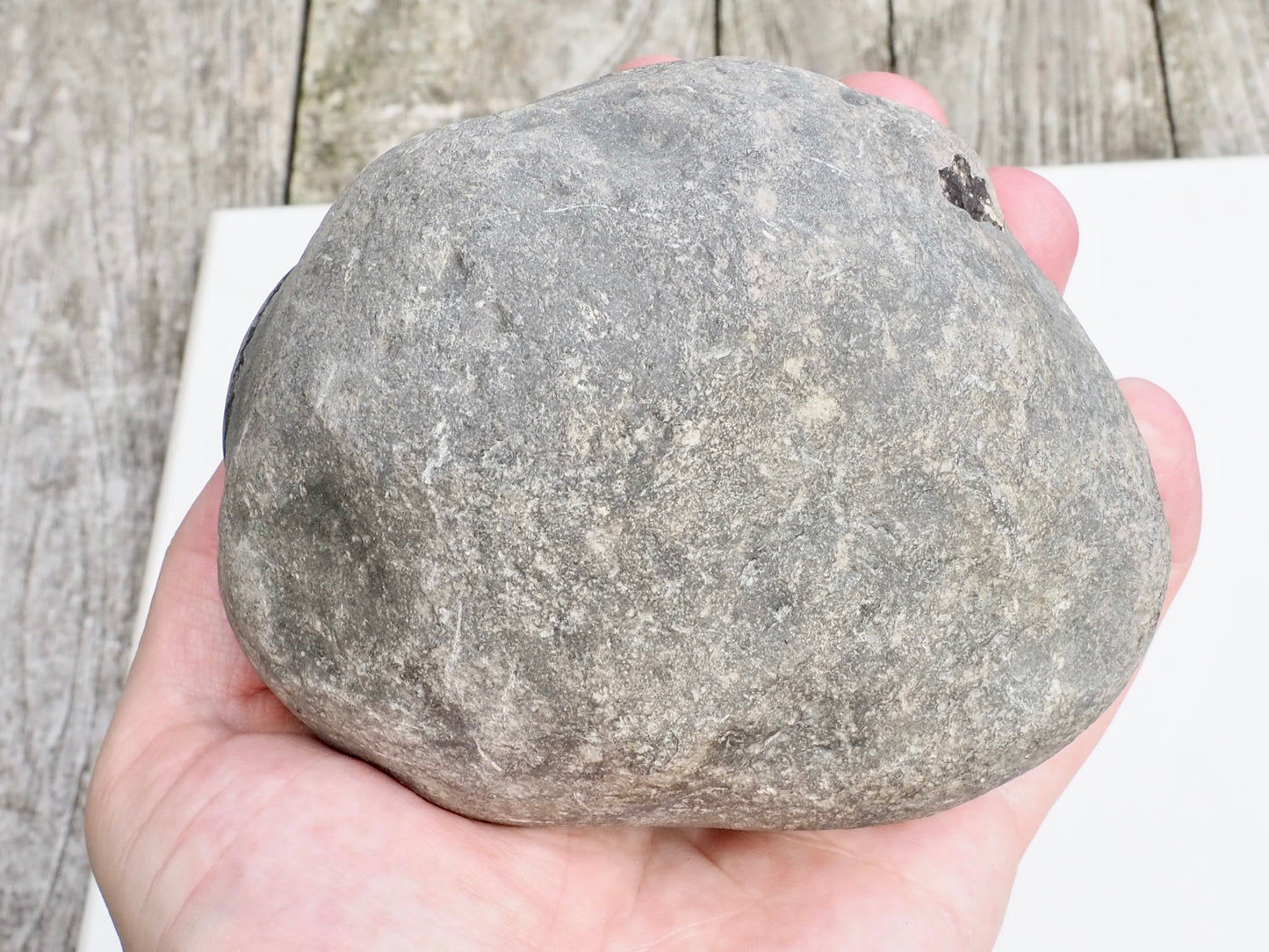 Mystery Ammonite Nodule Possibly Pseudolioceras – Saltwick Bay Yorkshire Coast – Prep Your Own Fossil