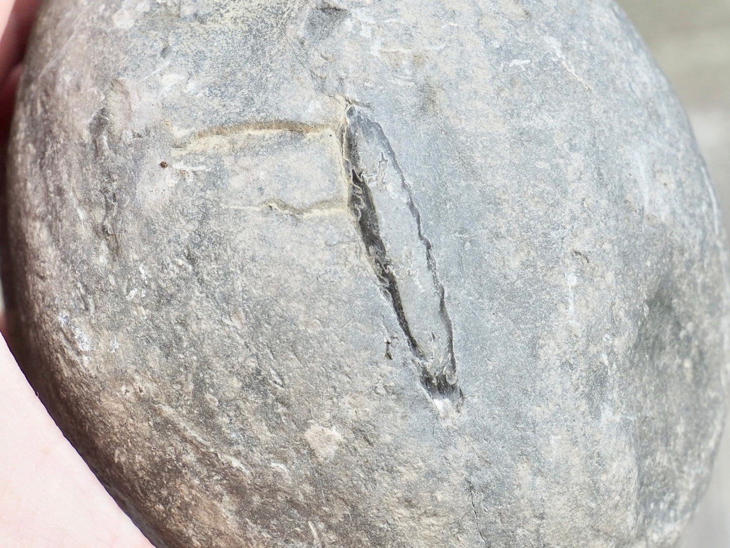 Mystery Ammonite Nodule Possibly Pseudolioceras – Saltwick Bay Yorkshire Coast – Prep Your Own Fossil