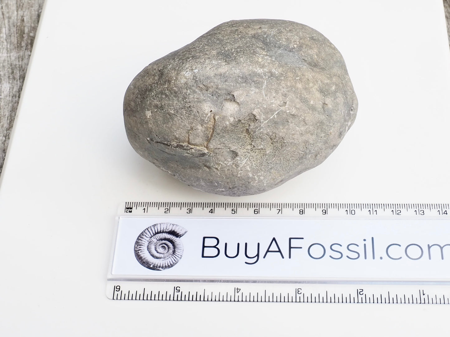 Mystery Ammonite Nodule Possibly Pseudolioceras – Saltwick Bay Yorkshire Coast – Prep Your Own Fossil