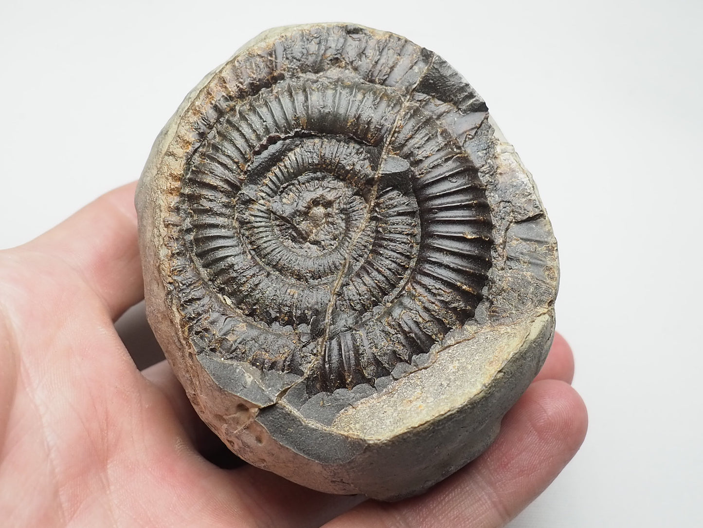 Ammonite