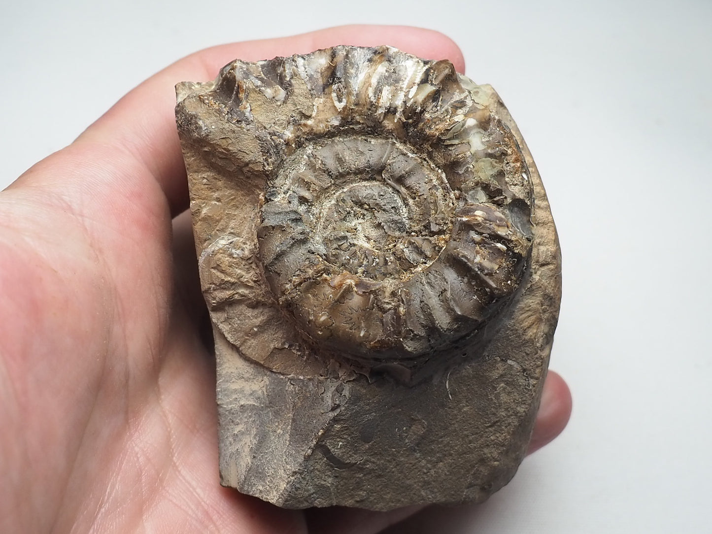 Ammonite