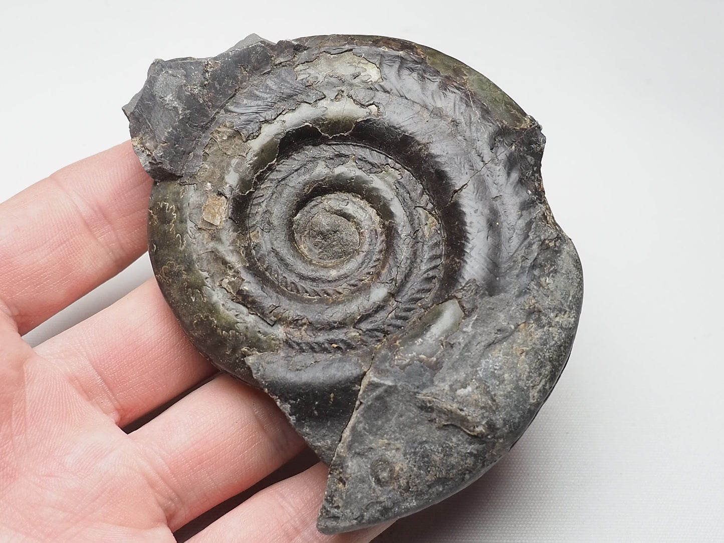 Ammonite