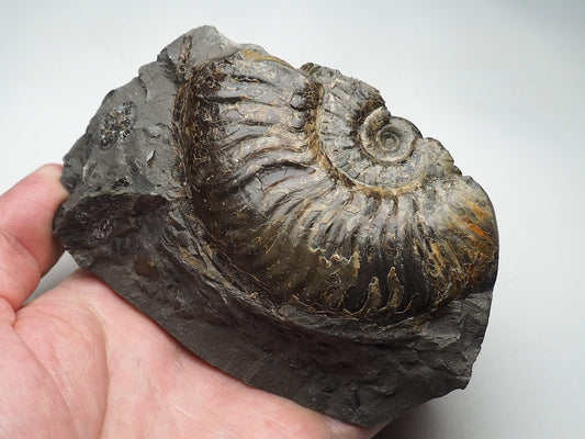 Haugia Ammonite