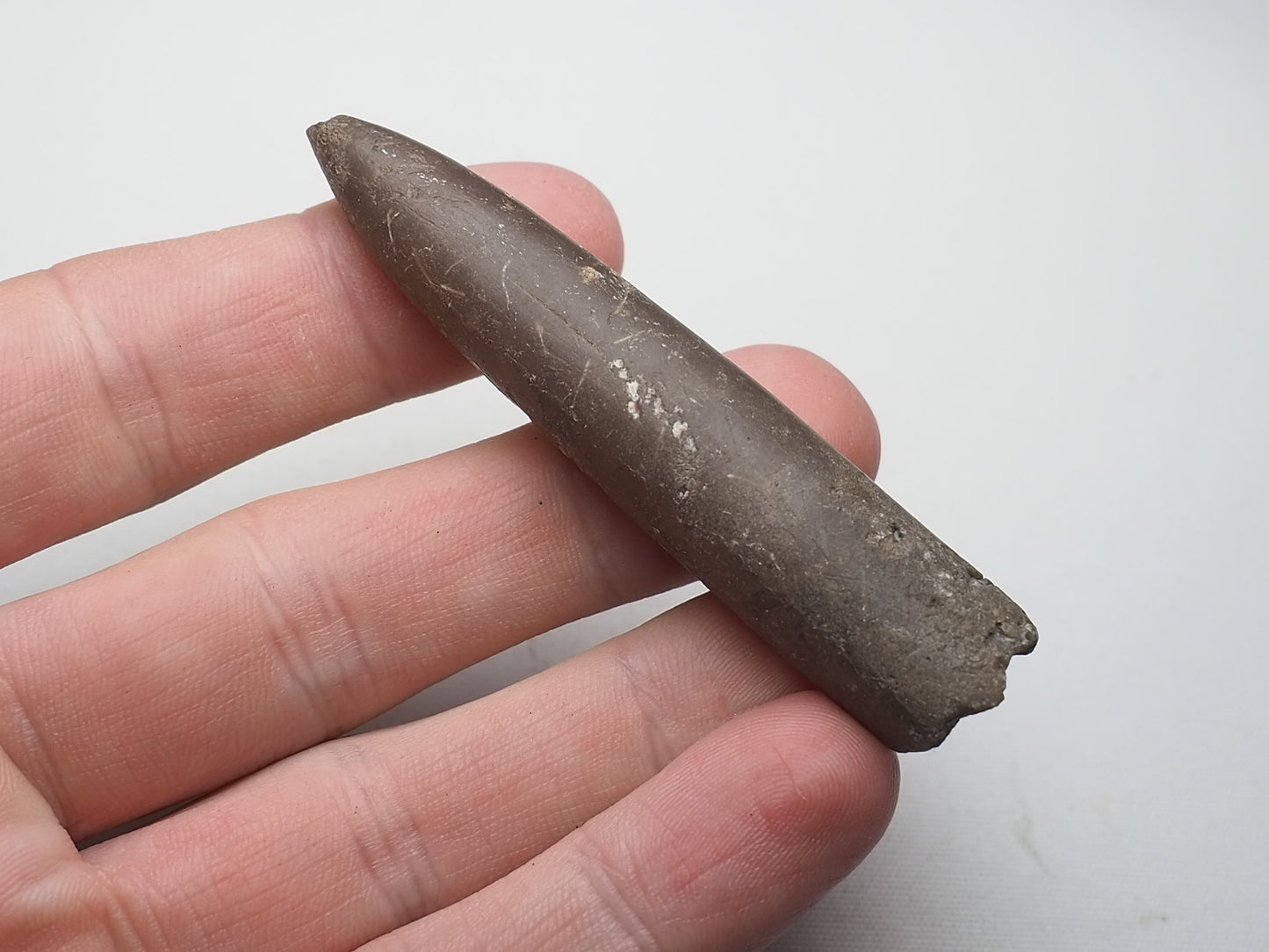 Belemnite