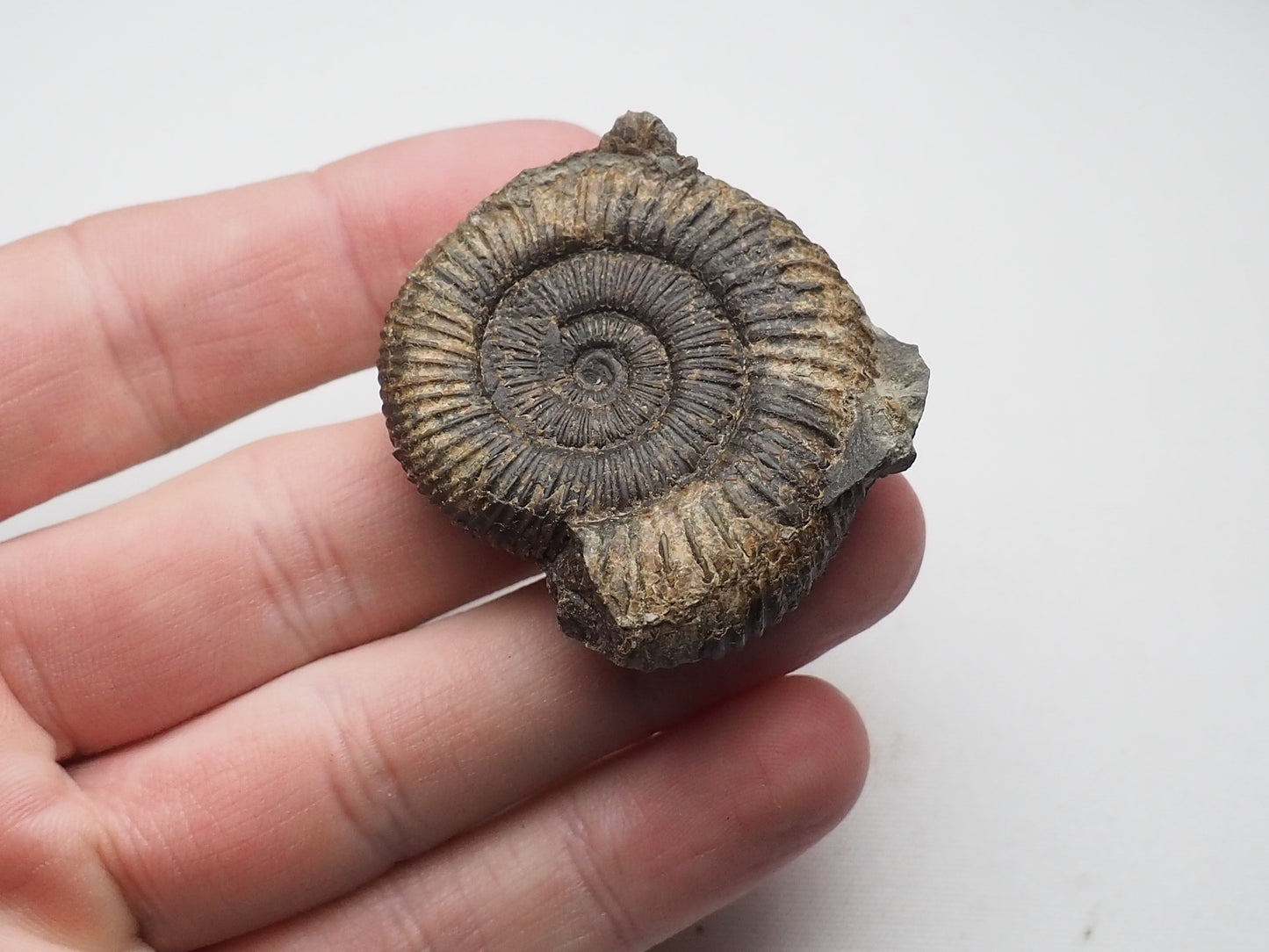 Ammonite