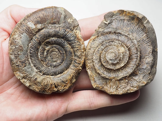 Ammonite POS/Neg
