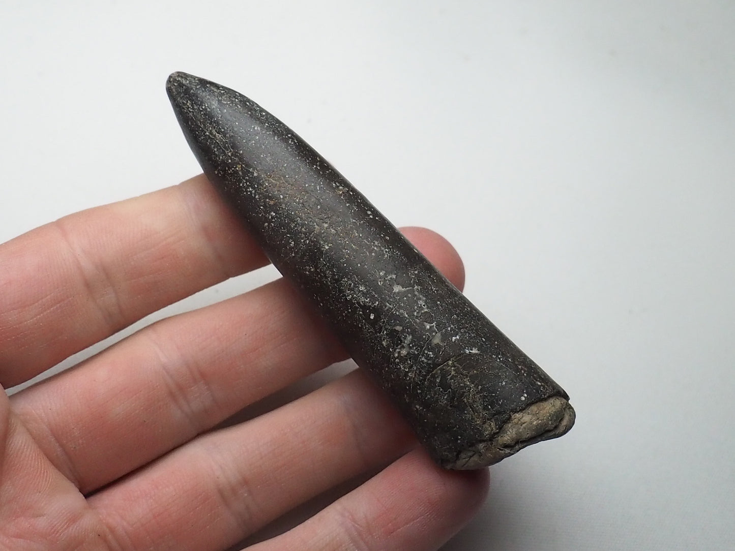 Belemnite