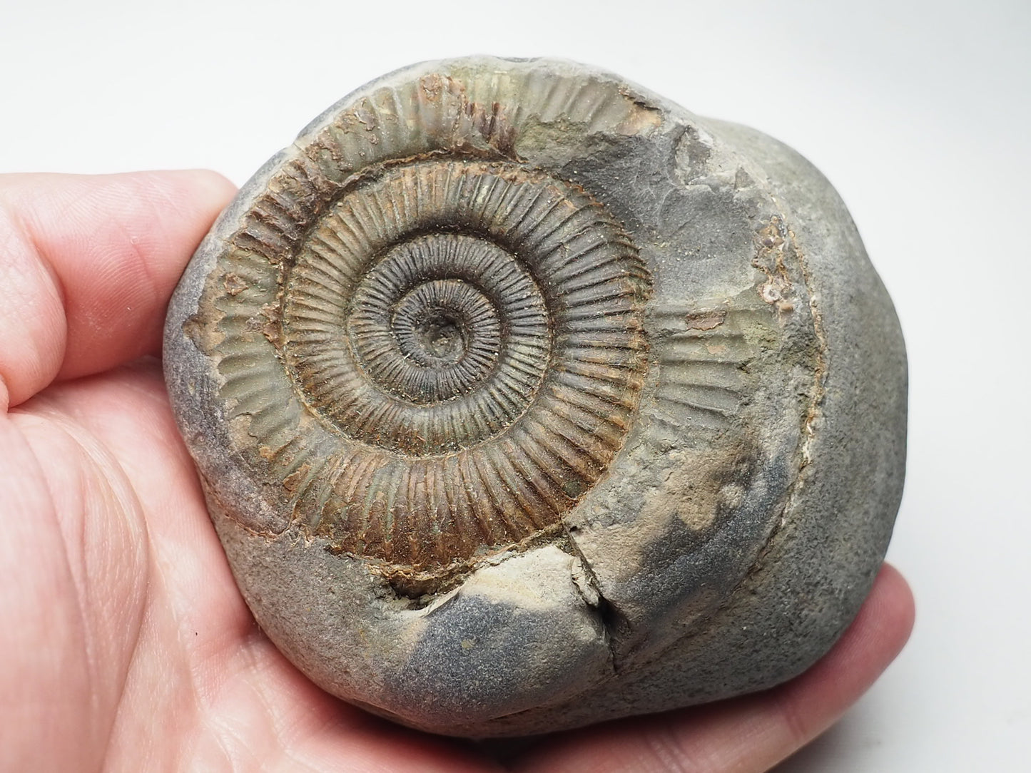 Ammonite