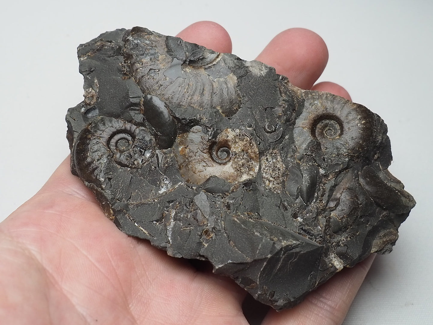 Ammonites