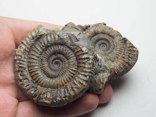 Double Ammonite