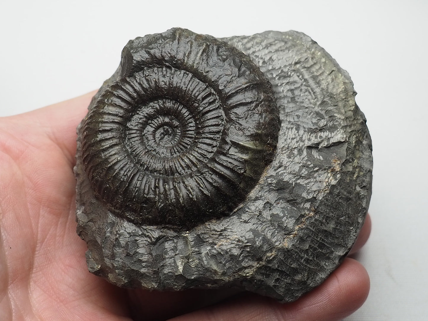 Ammonite