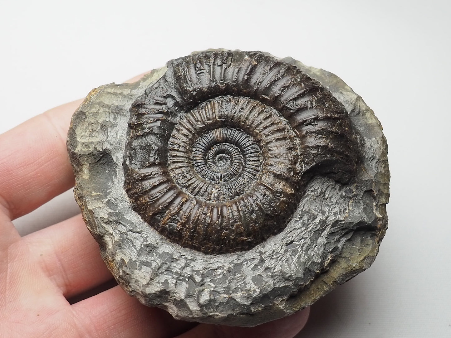 Ammonite