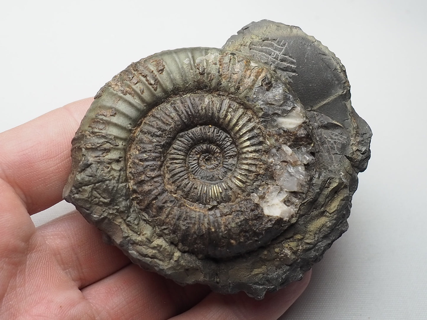 Ammonite