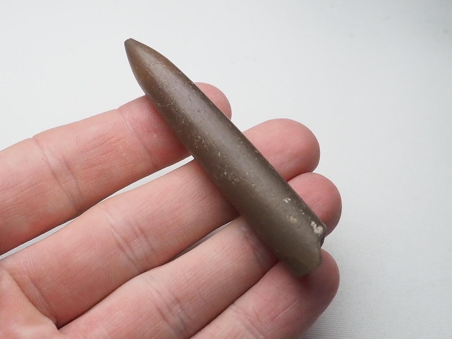 Belemnite