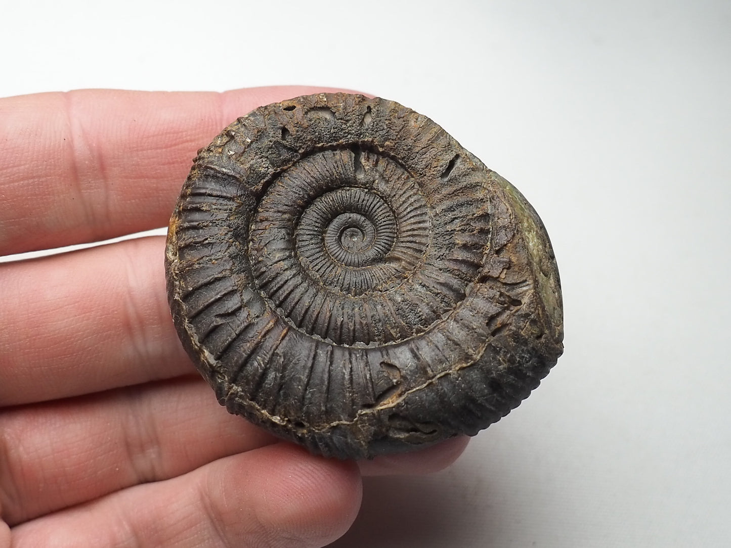 Ammonite