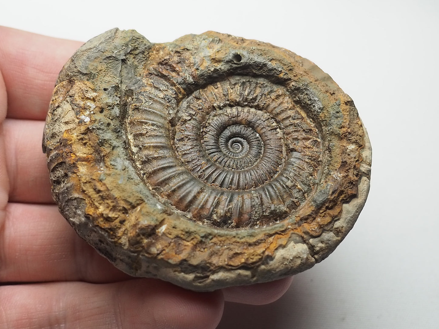 Ammonite