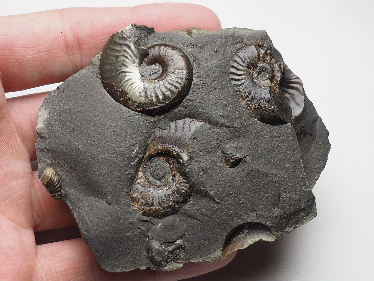 Ammonites