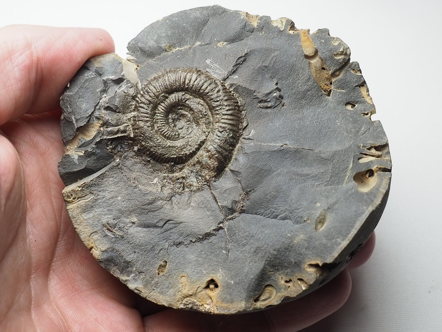 Ammonite