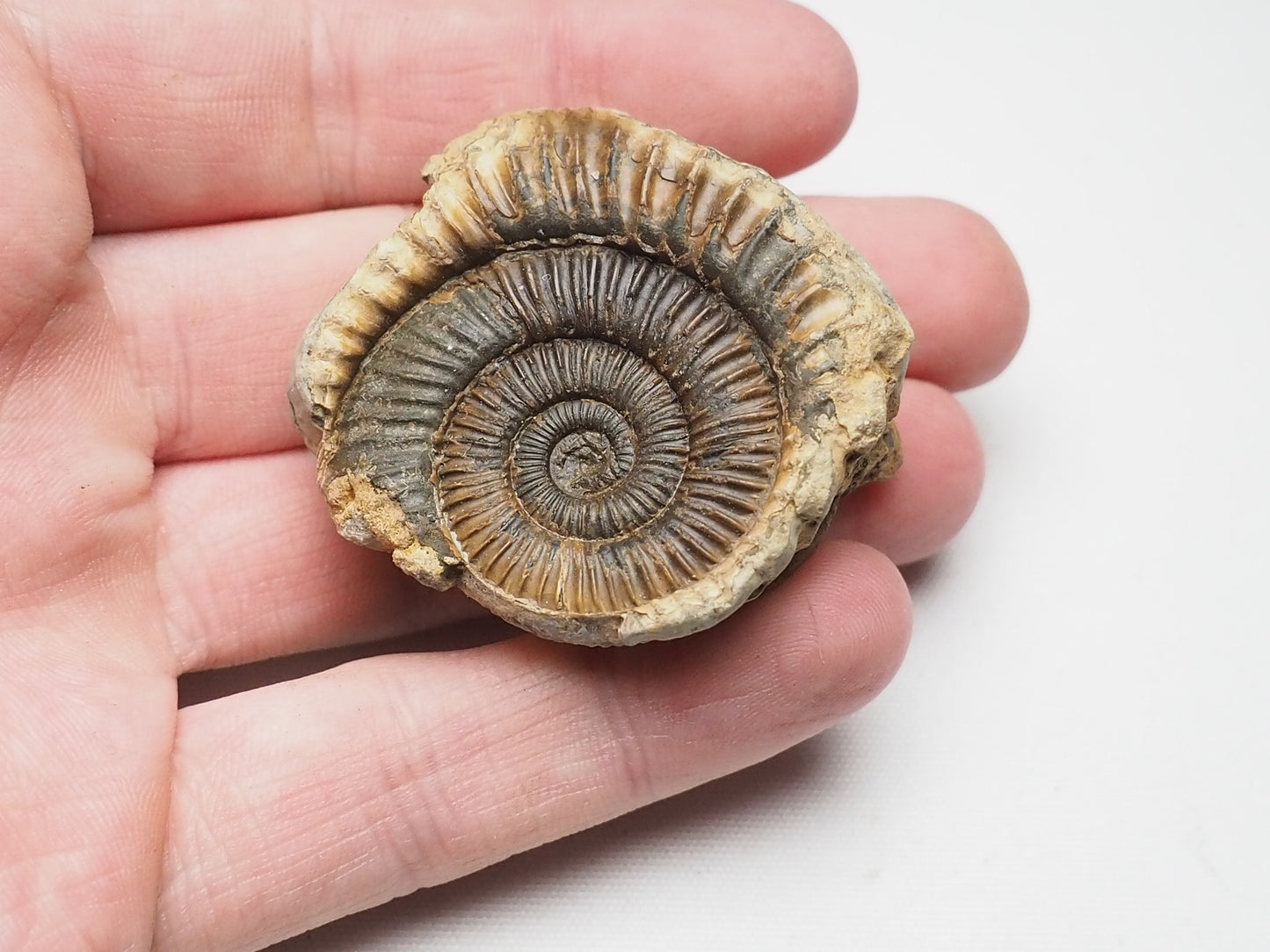 Ammonite