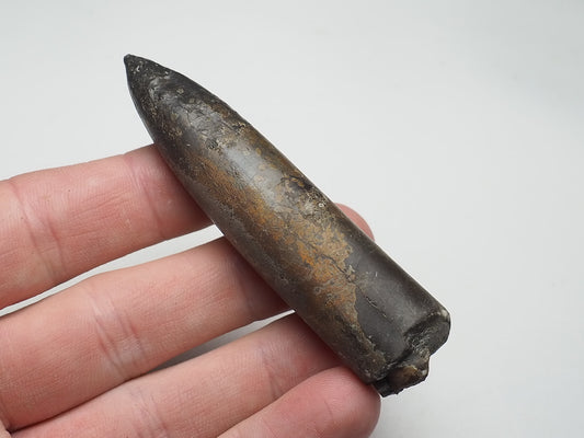 Belemnite