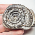 Rare Paltechioceras Ammonite Fossil – Whitby Yorkshire Coast – Jurassic