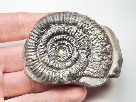 Rare Paltechioceras Ammonite