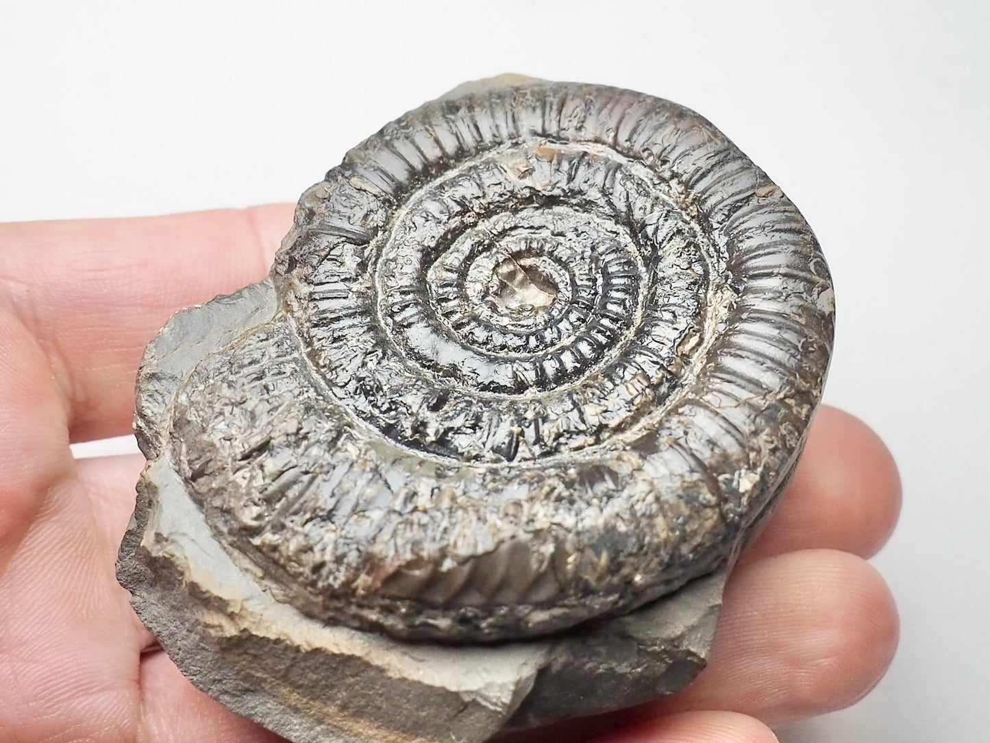 Rare Paltechioceras Ammonite