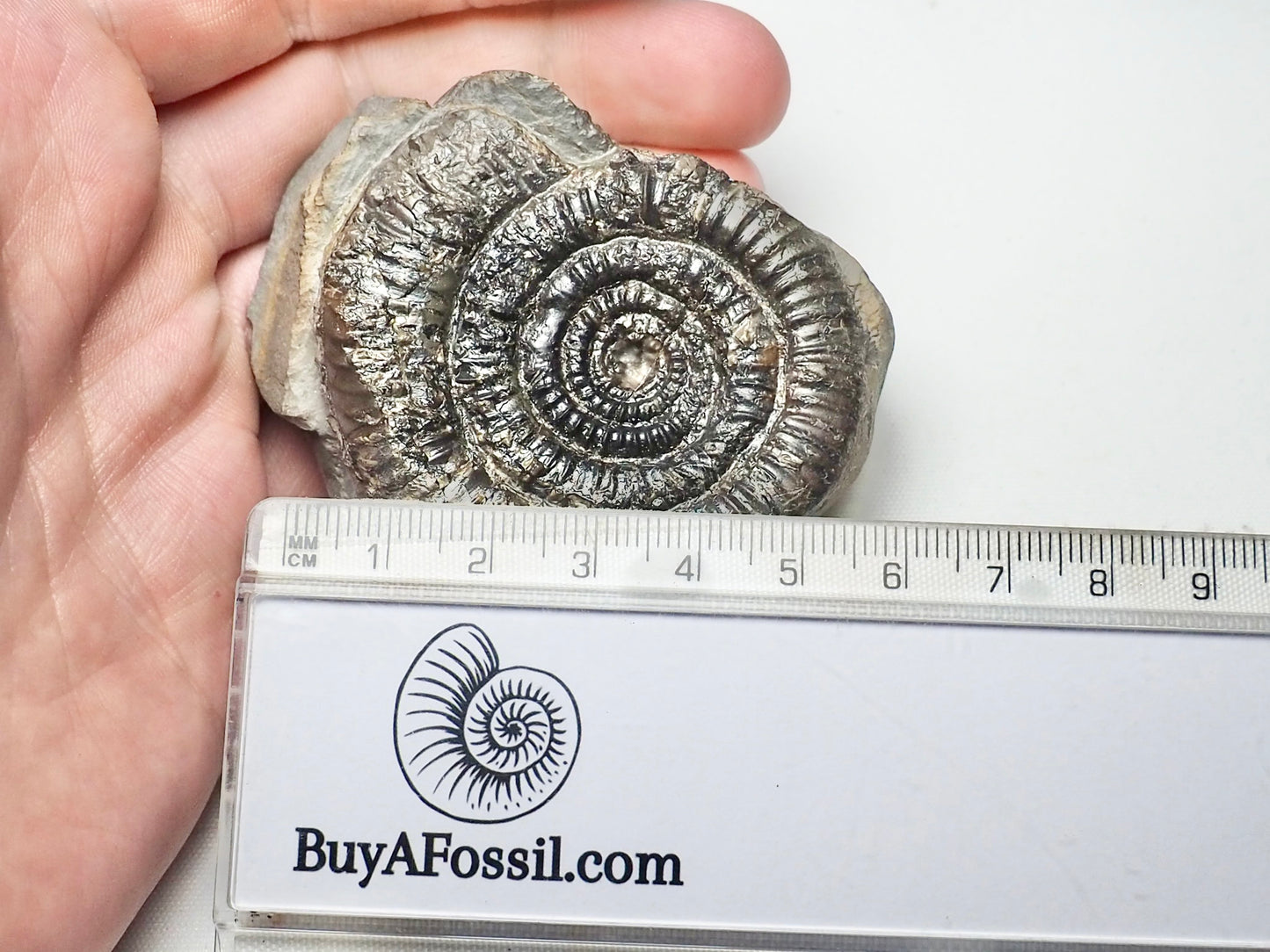 Rare Paltechioceras Ammonite