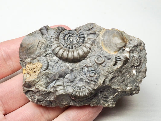 Arnioceras Ammonite Cluster