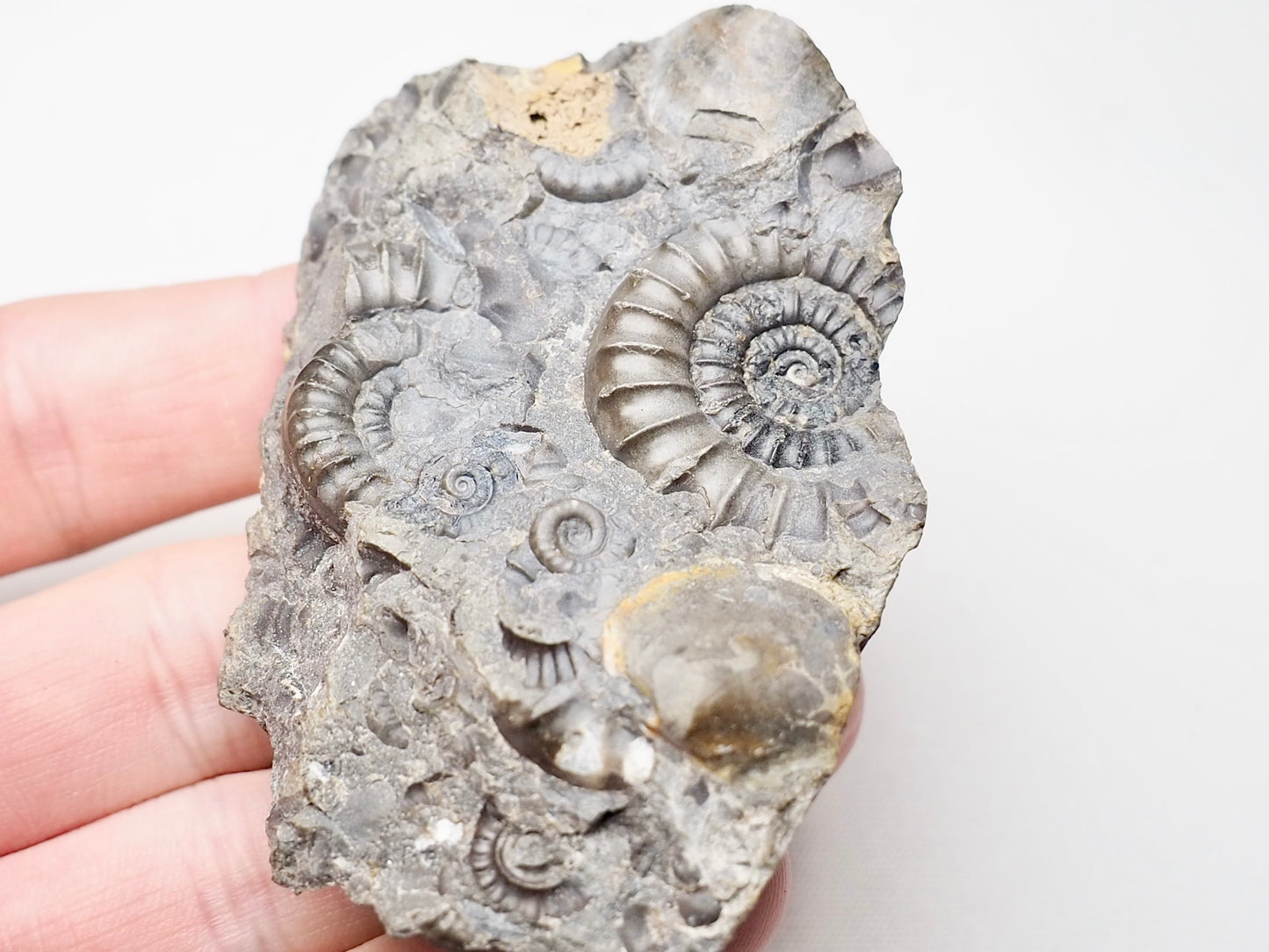 Arnioceras Ammonite Cluster