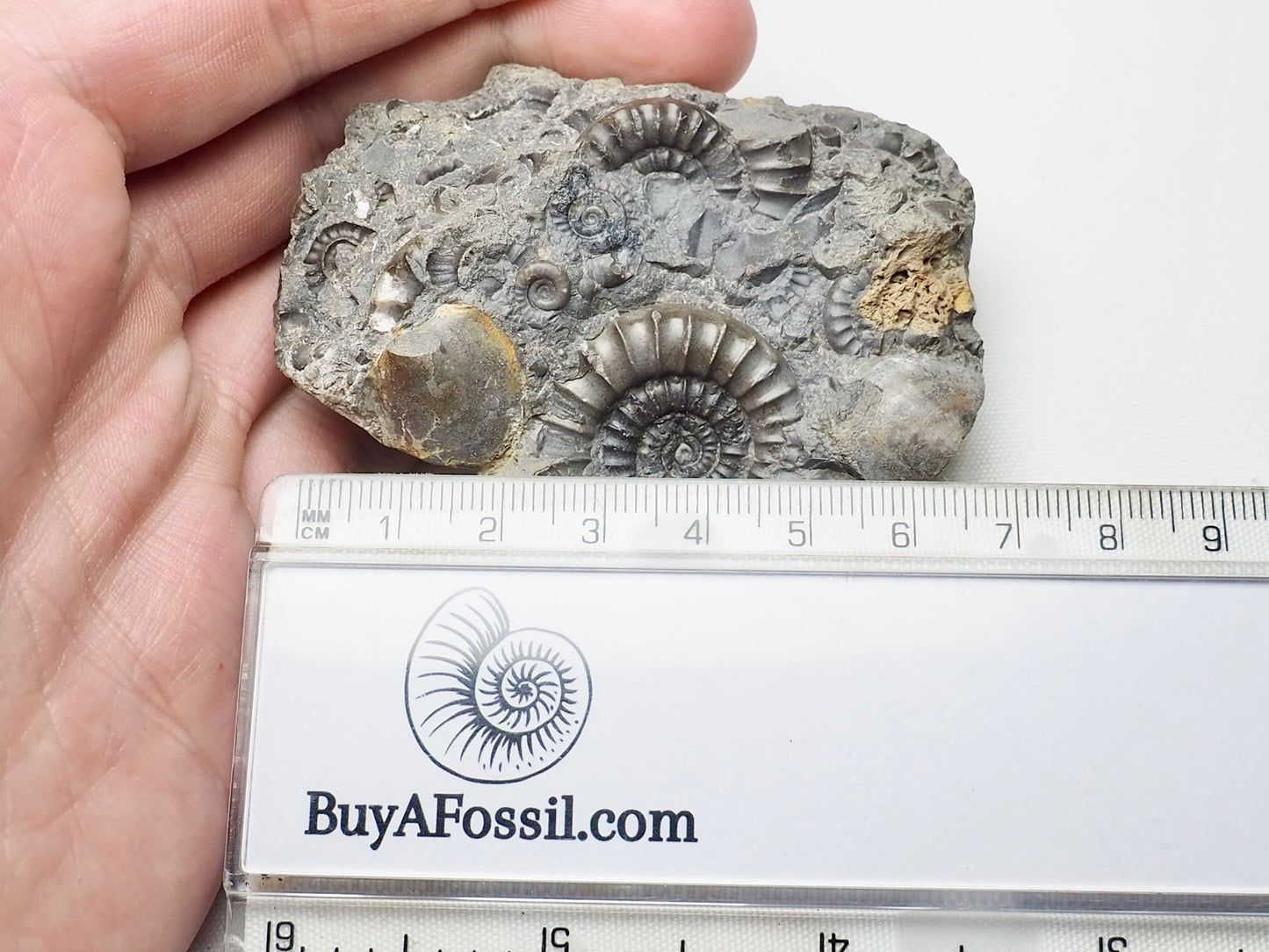 Arnioceras Ammonite Cluster