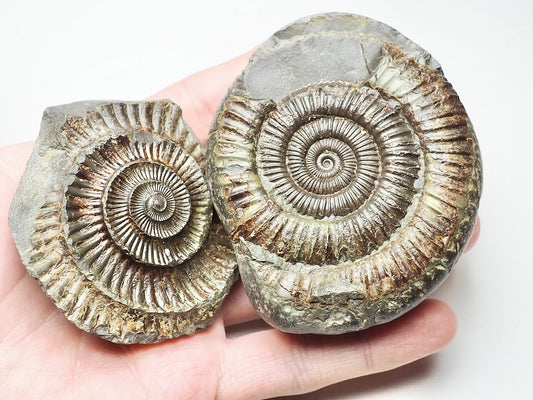 Dactylioceras Ammonite Pos/Neg