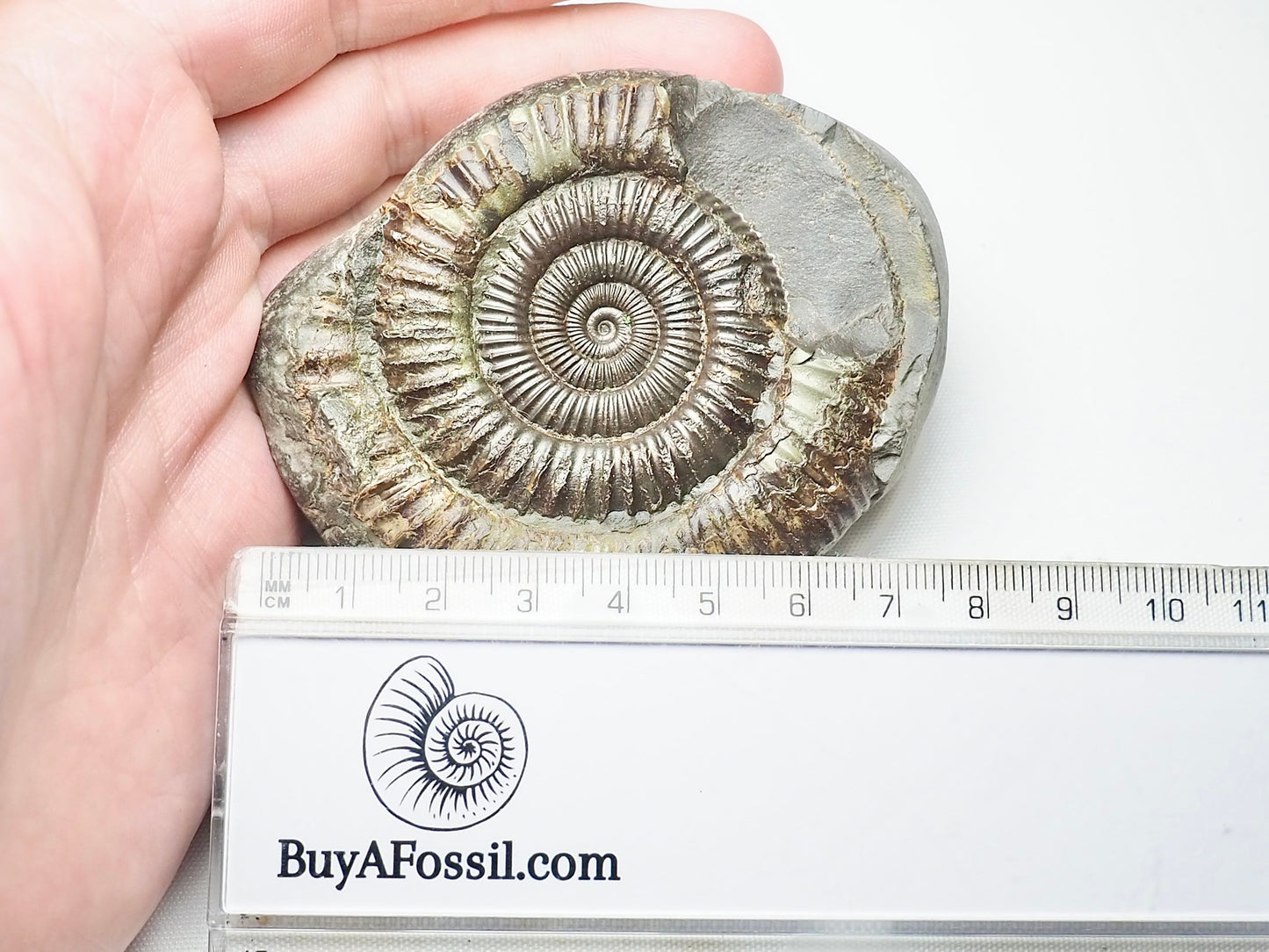 Dactylioceras Ammonite Pos/Neg