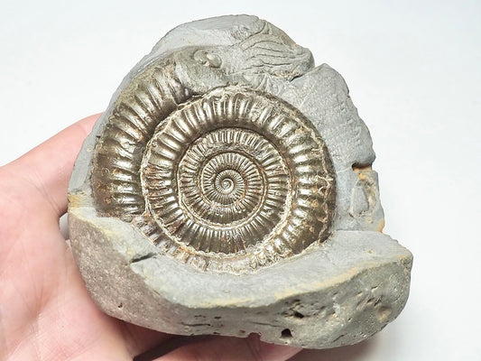 Dactylioceras With SQUID Carving Ammonite With Cutbase