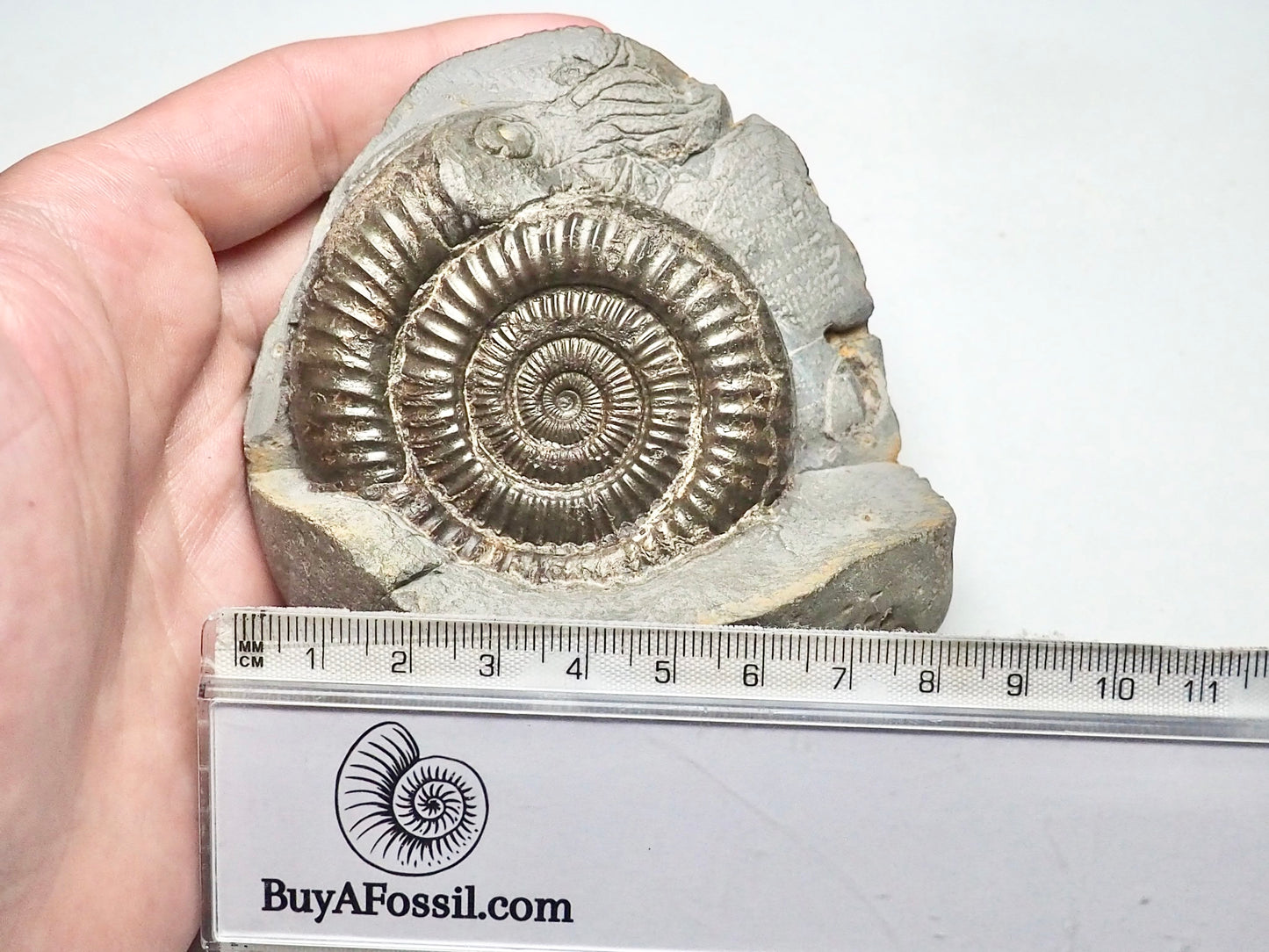 Dactylioceras With SQUID Carving Ammonite With Cutbase