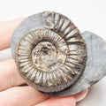 Peronoceras Ammonite Fossil – Whitby Yorkshire Coast – Jurassic