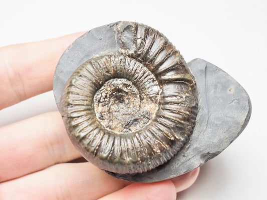 Peronoceras Ammonite