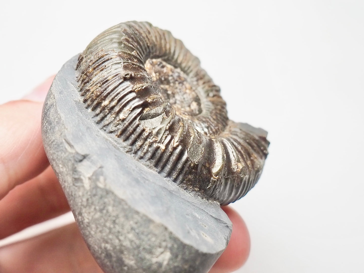 Peronoceras Ammonite