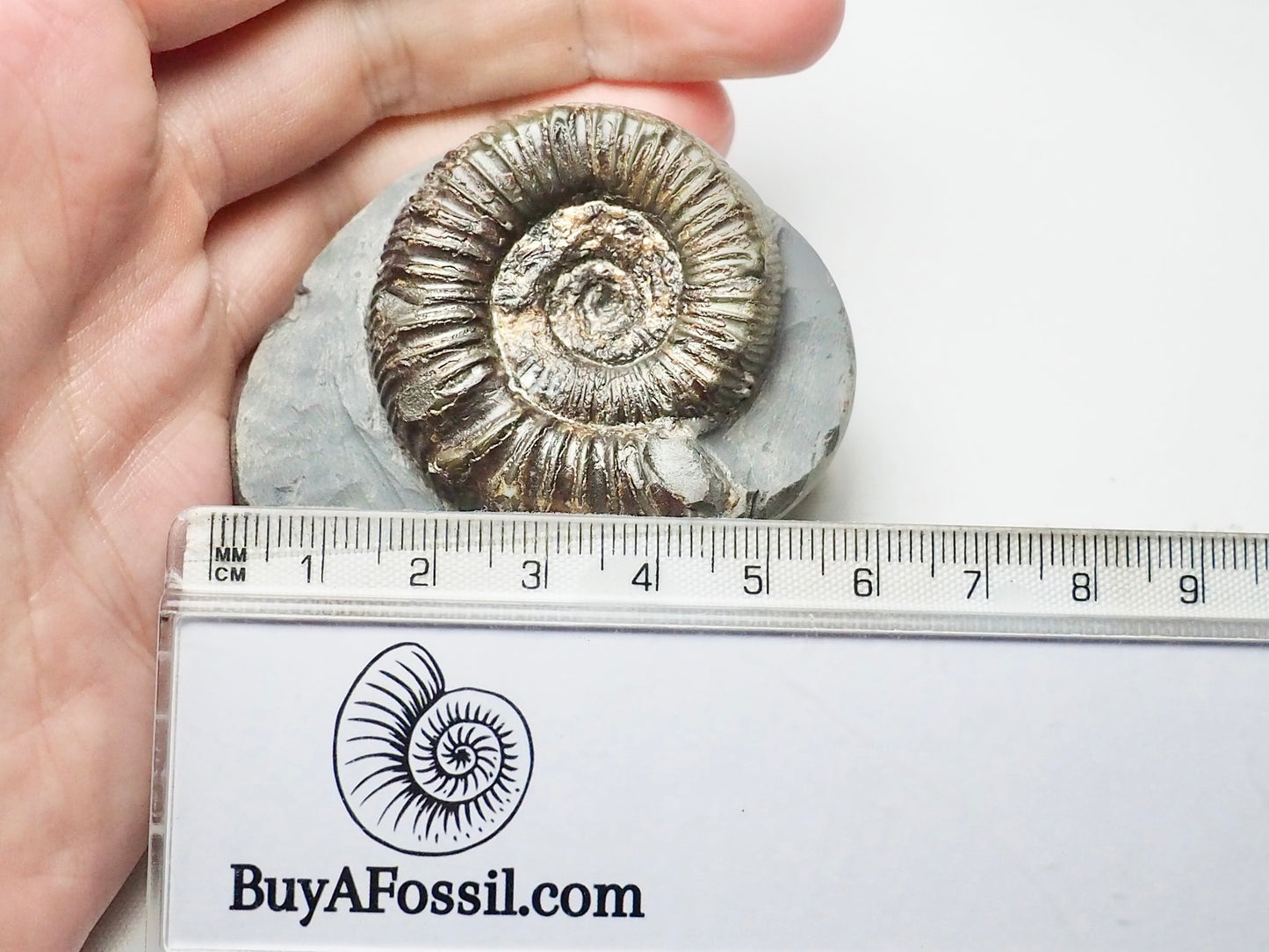 Peronoceras Ammonite