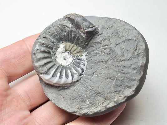 Asteroceras Ammonite