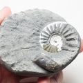 Ammonite - Pick N Mix