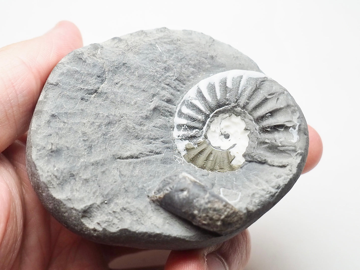 Asteroceras Ammonite