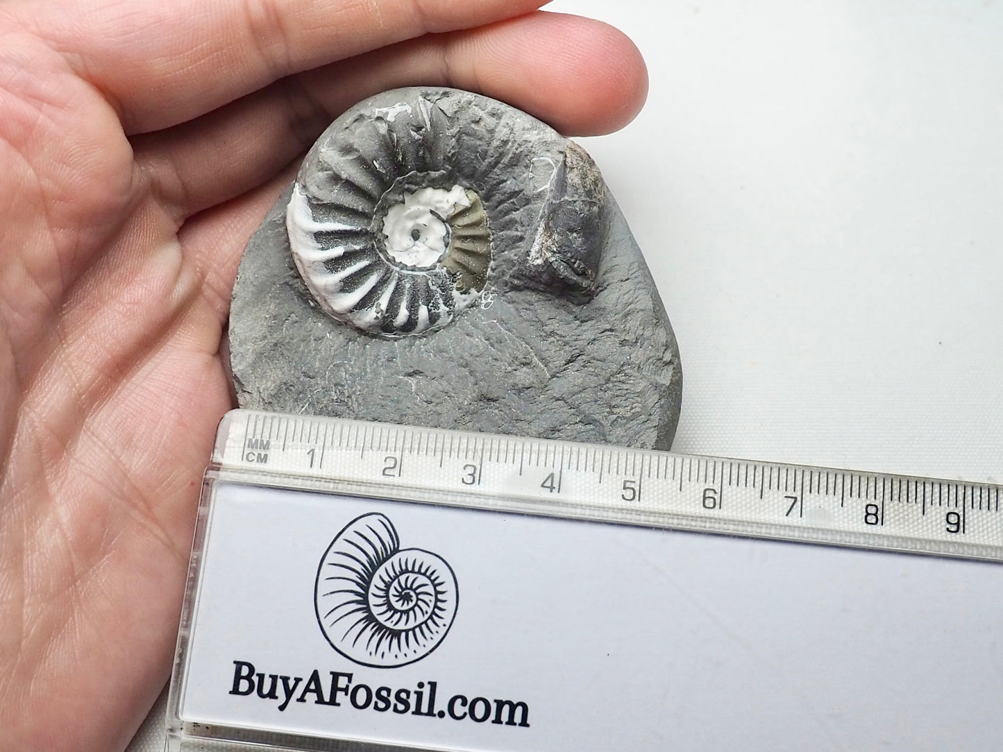 Asteroceras Ammonite