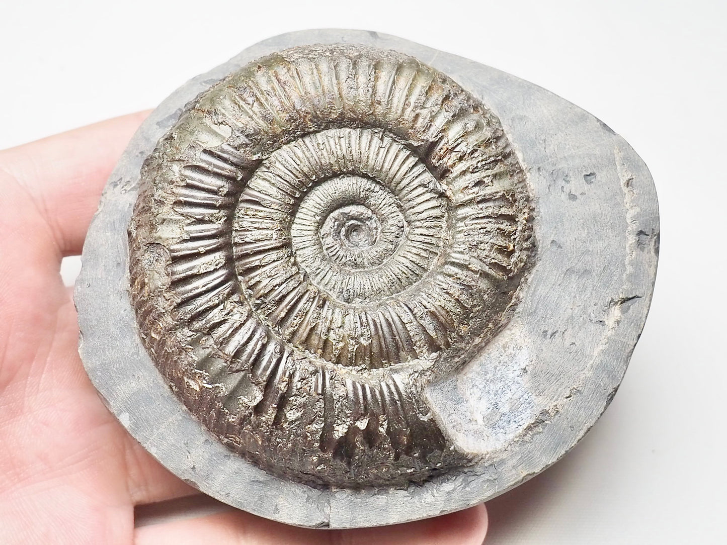 Dactylioceras Ammonite Whitby