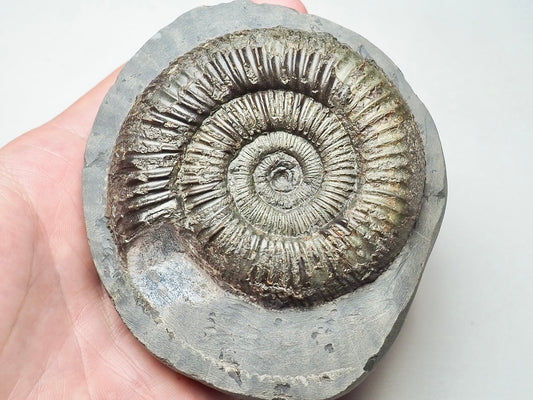 Dactylioceras Ammonite Whitby