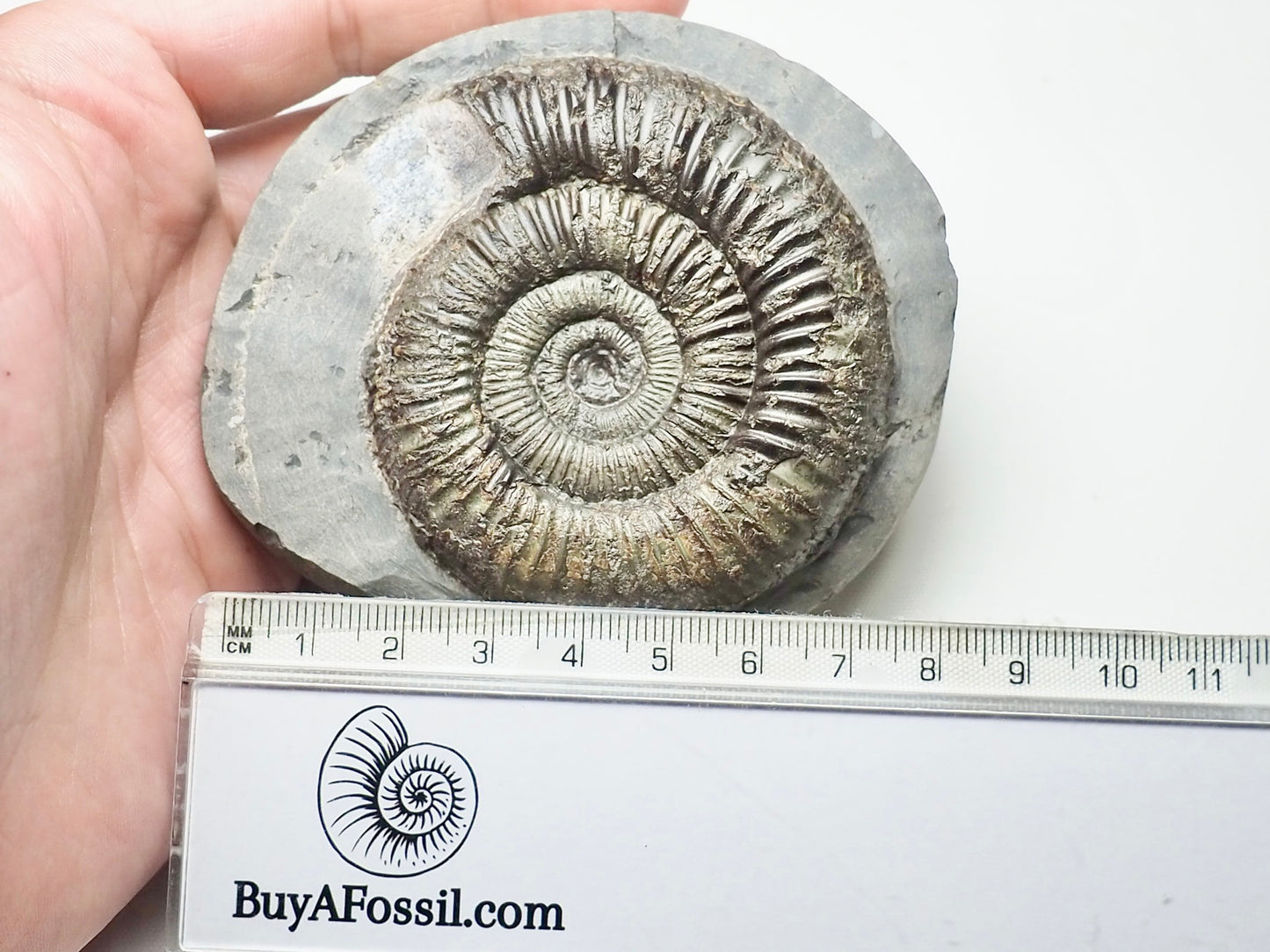 Dactylioceras Ammonite Whitby