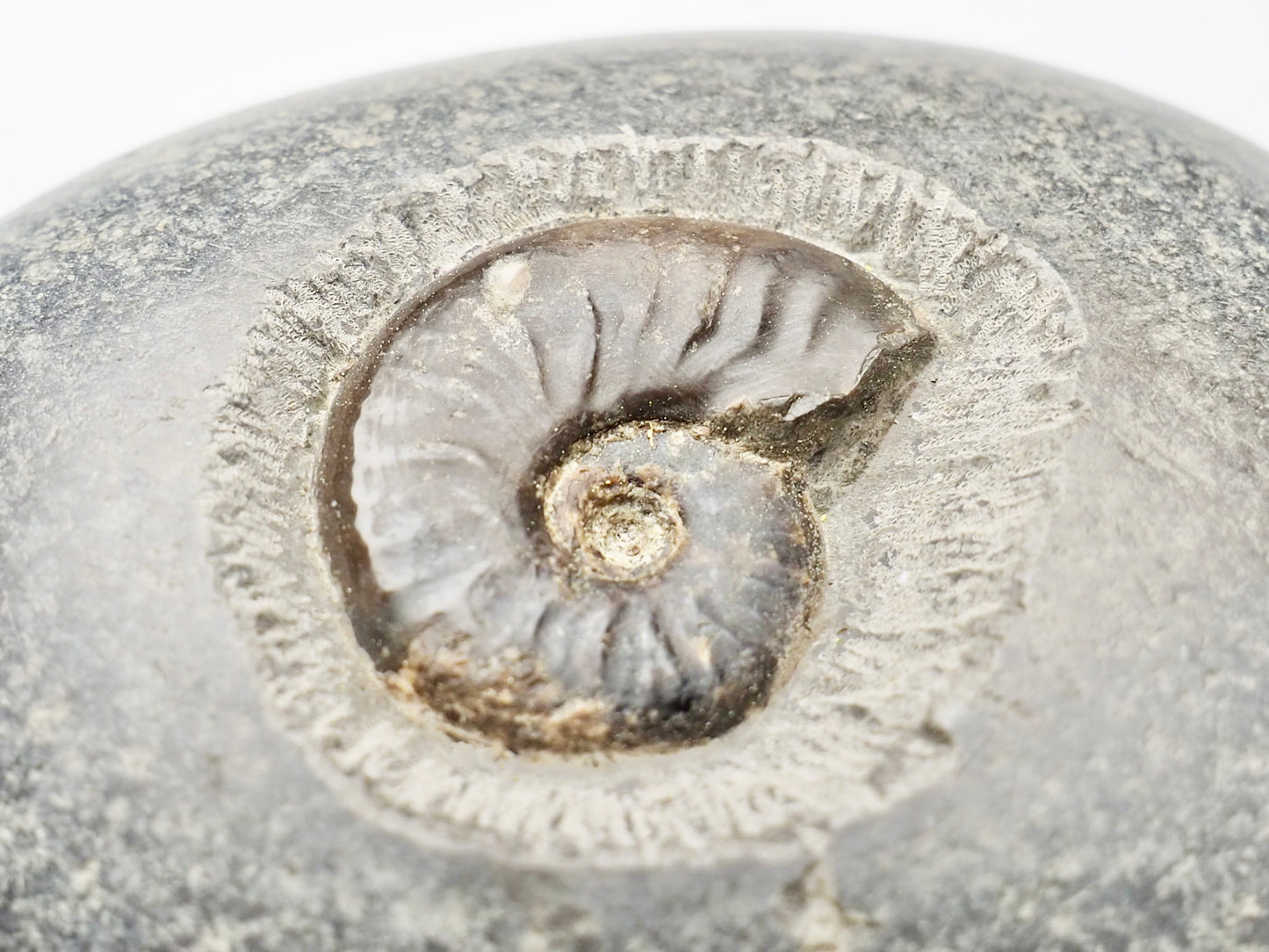 Pebble with Cleviceras elegans