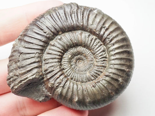 Peronoceras Ammonite Fossil Whitby