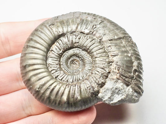 Peronoceras Ammonite Fossil Whitby