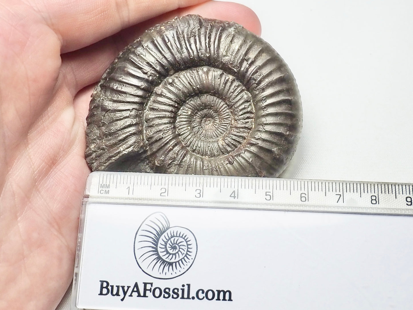 Peronoceras Ammonite Fossil Whitby